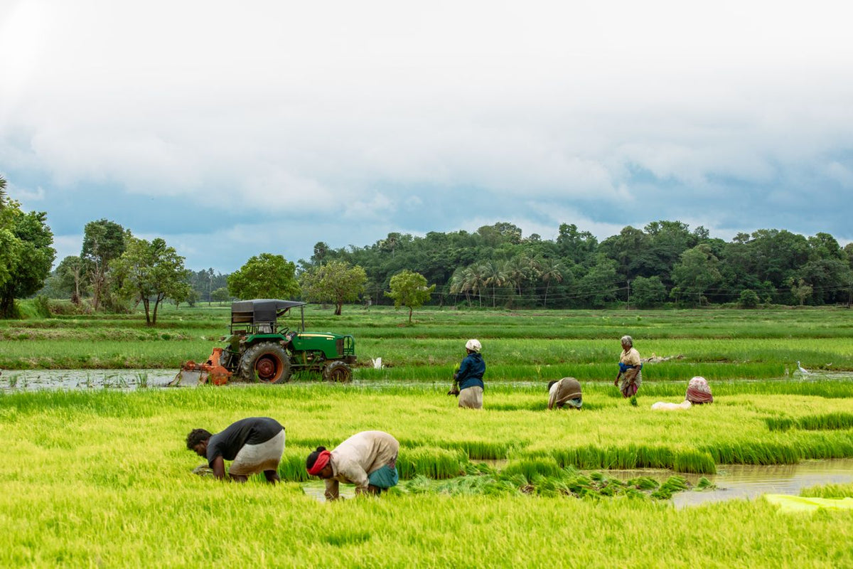 Paddy fields in Kerala