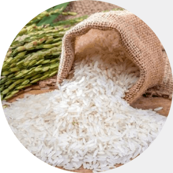 rice exporting